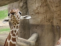 Kids_DZooWCousins (132)